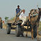 Camel Cart Convoy