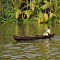 Boating Along the Kuttanad Backwaters