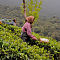 Tea Plantation 