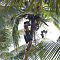 Harvesting Coconuts