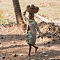 Carrying Harvested Coconuts