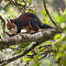 Indian Giant Squirrel (1)