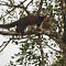 Indian Giant Squirrel (2)