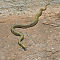 Green Keelback