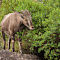 Nilgiri Tahr