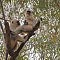 Gray Langur  (2)