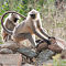 Gray Langur (1)