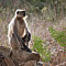 Gray Langur (3)