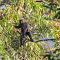 Nilgiri Langur (1)