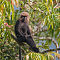 Nilgiri Langur (2)