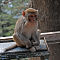 Rhesus Macaque