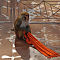 Rhesus Macaque with 'Stolen Scarf'