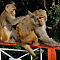 Rhesus Macaques Grooming (1)