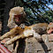 Rhesus Macaques Grooming (2)