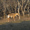 Nilgai (Female)