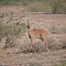 Juvenile Nilgai