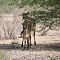 Nilgai (Female and Young)