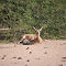 Chinkara Resting