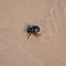 Dung Beetle