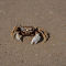 Ghost Crab