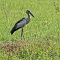 Asian Openbill (Juvenile)