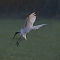 Black-headed Ibis