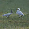 Black-headed Ibis with Intermediate Egret