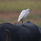 Cattle Egret