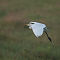 Intermediate Egret Landing