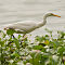 Intermediate Egret