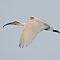 Black-headed Ibis (Juvenile)