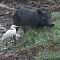 Cattle Egret Waiting for Pig  to Disturb Small Prey