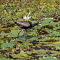 Bronze-winged Jacana