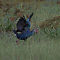 Purple Swamphen