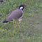 Red-wattled Lapwing