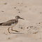 Common Sandpiper