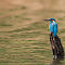 Common Kingfisher