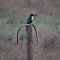 White-throated Kingfisher