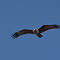 Brahminy Kite