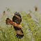 Brahminy Kite (Immature)