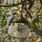 Malabar Grey Hornbill