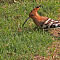 Common Hoopoe