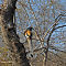 Rufous Treepie