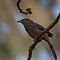 Yellow Billed Babbler