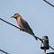 Indian Roller