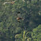 Eurasion Marsh Harrier