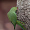 Rose-ringed Parakeet (Female)