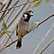 Himalayan Bulbul