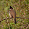 Red-whiskered Bulbul