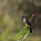 Red-vented Bulbul